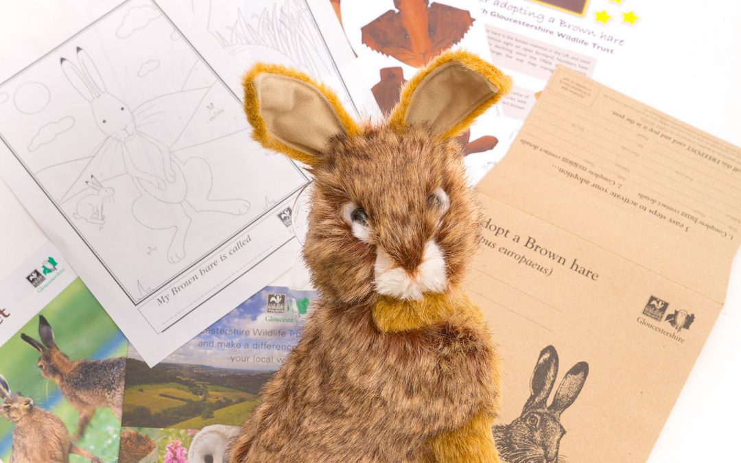 Wildlife Trust Hare