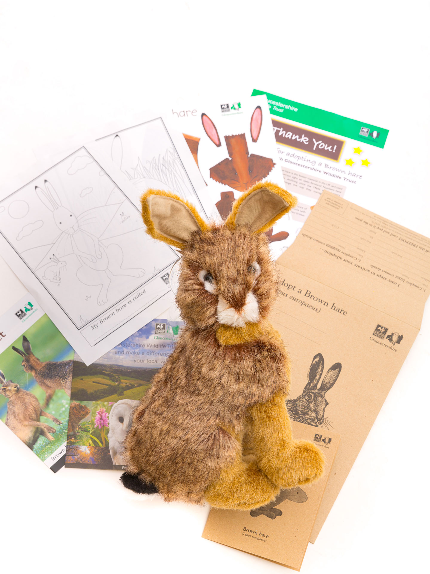 Wildlife Trust Hare