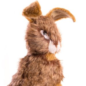 Wildlife Trust Hare